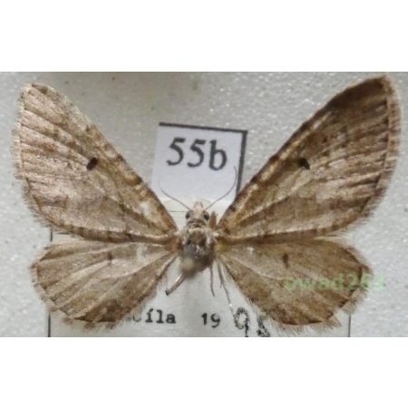 Eupithecia intricata (Zetterstedt, 1839) Czech55b